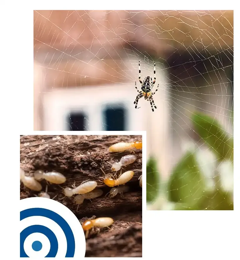 Examples of pests including spiders and termites