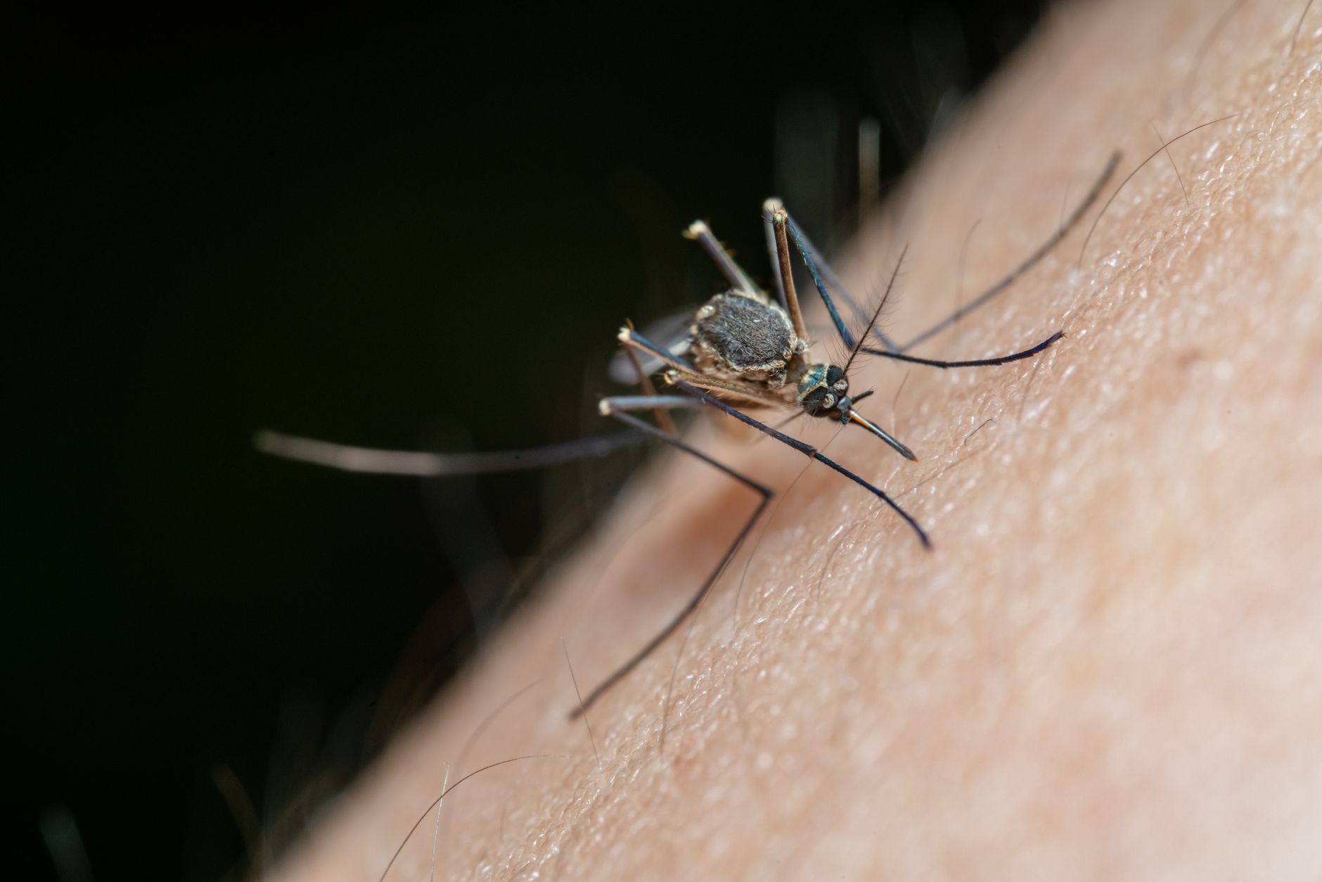 A calendar showing mosquito activity levels across different months in a coastal South Carolina setting, with small mosquito