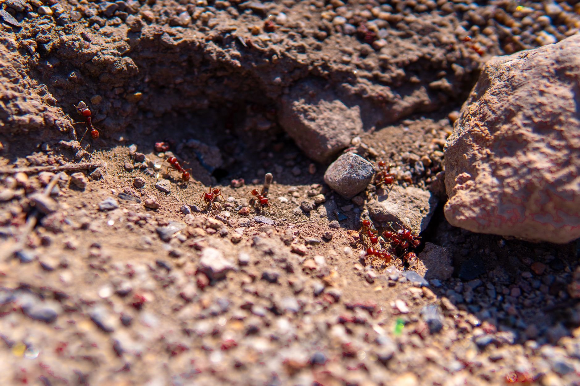 A close-up photograph of red imported fire ants with wings emerging from a sandy mound after rain, with some ants in flight
