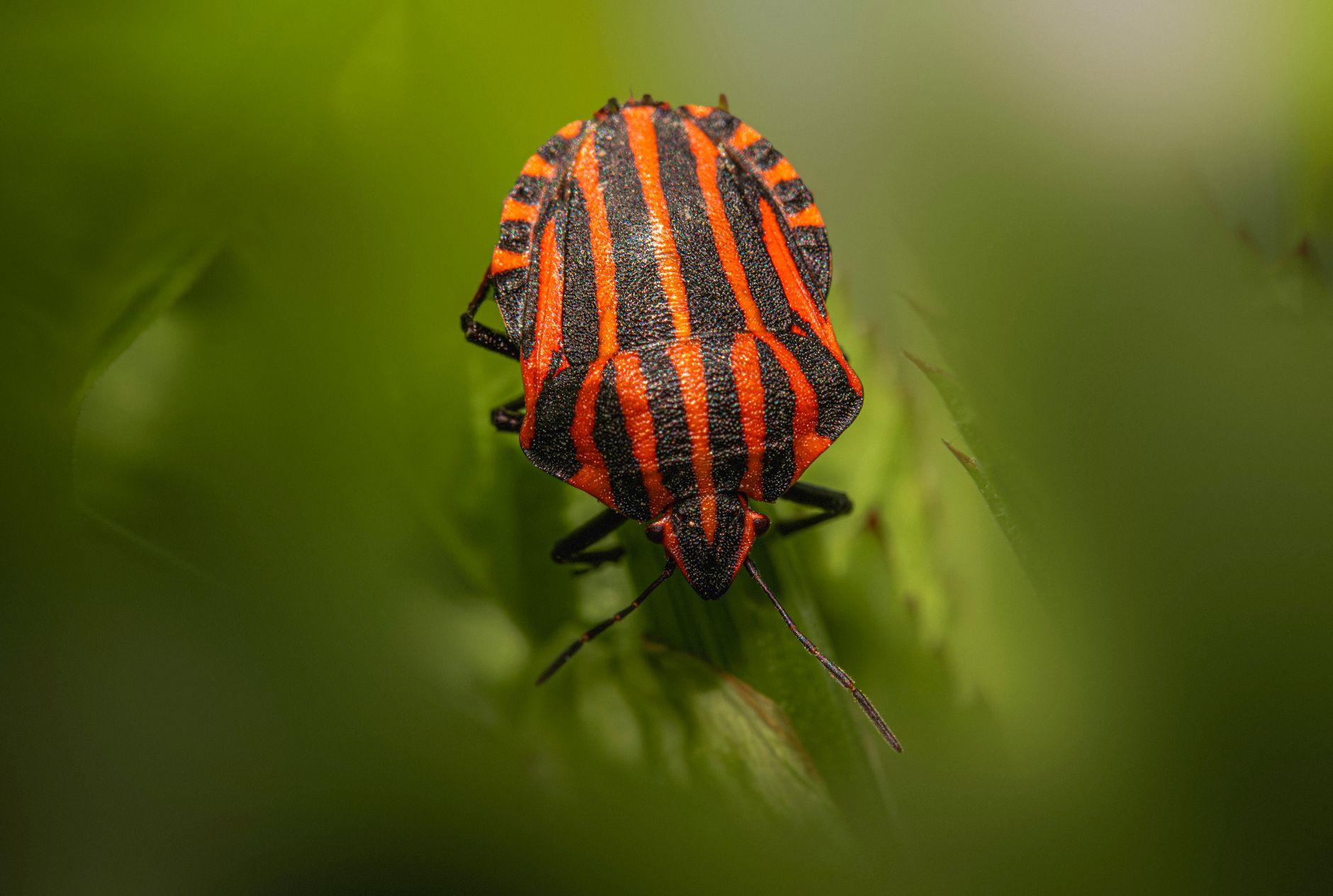 bed bugs laundry