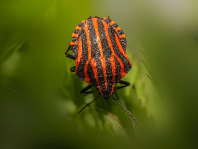 bed bugs laundry