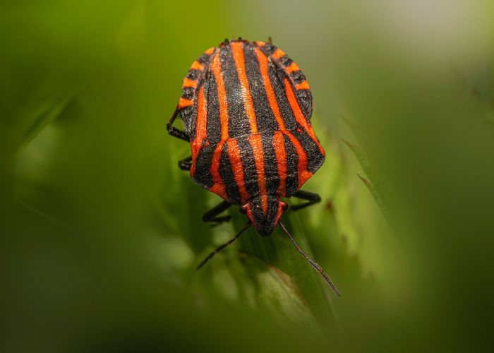 bed bugs laundry