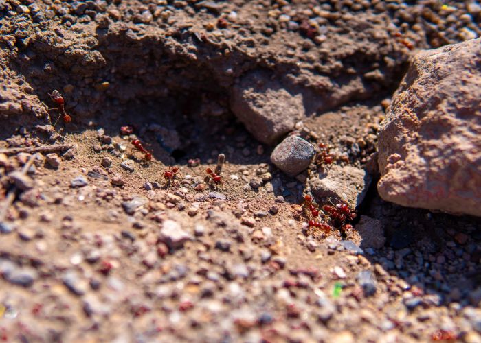 A close-up photograph of red imported fire ants with wings emerging from a sandy mound after rain, with some ants in flight