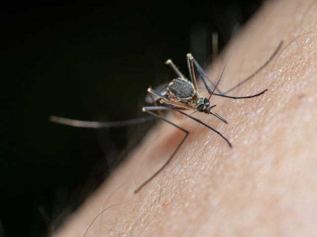 A calendar showing mosquito activity levels across different months in a coastal South Carolina setting, with small mosquito