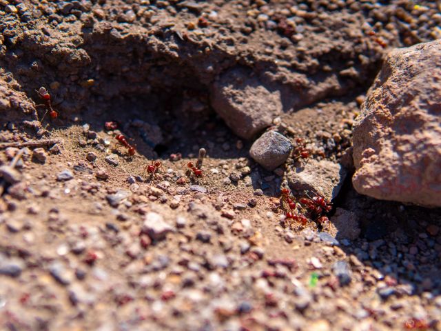 A close-up photograph of red imported fire ants with wings emerging from a sandy mound after rain, with some ants in flight