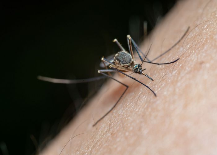 A calendar showing mosquito activity levels across different months in a coastal South Carolina setting, with small mosquito